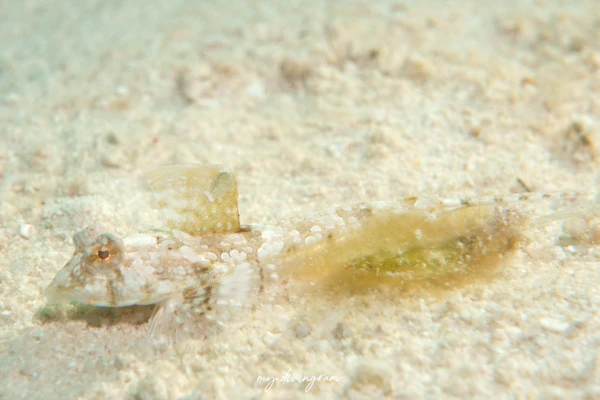 ネズッポ科未同定種