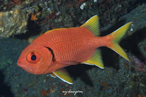 キビレマツカサ