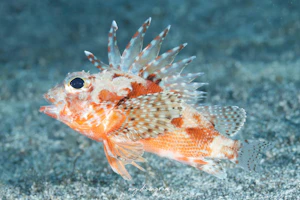 オガサワラカサゴ