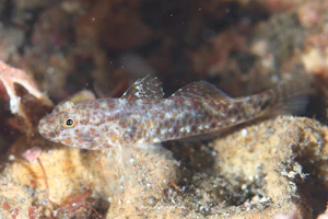 カタボシサンカクハゼ