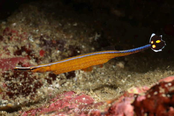 ノコギリヨウジ