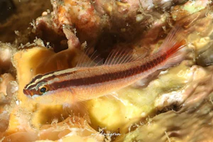 イチモンジハゼ