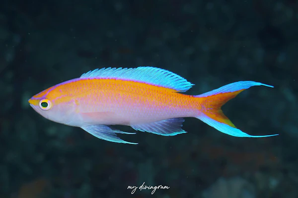 コウリンハナダイ