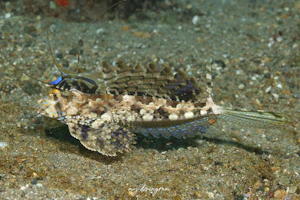 イッポンテグリ