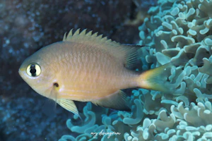 ヒレグロスズメダイ