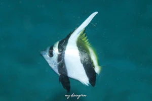 ムレハタタテダイ