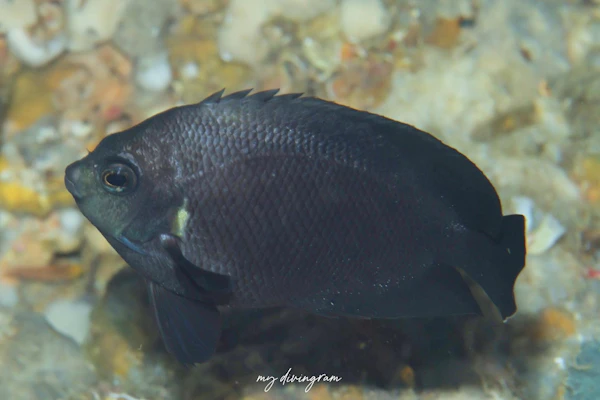 オハグロヤッコ