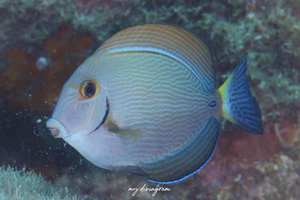 ニセカンランハギ