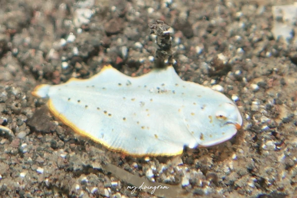 サザナミウシノシタ