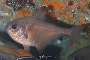 ツマグロハタンポ