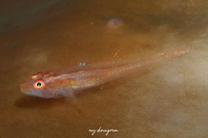 セボシウミタケハゼ