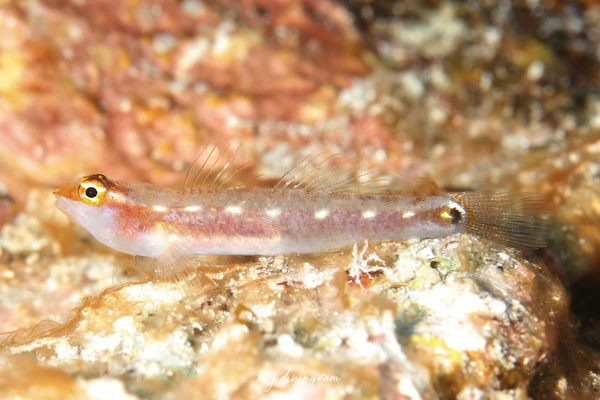 クロスジイソハゼ