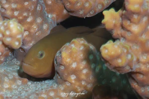 ムジコバンハゼ