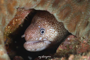 ウツボ属の1種-1