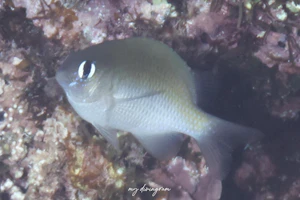 イワサキスズメダイ