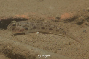 マツゲハゼ