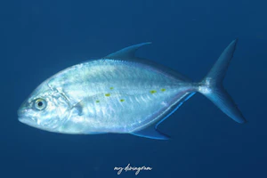 ナンヨウカイワリ