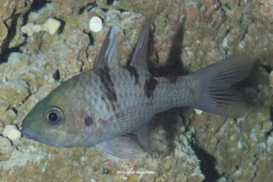 ミスジアカヒレイシモチ