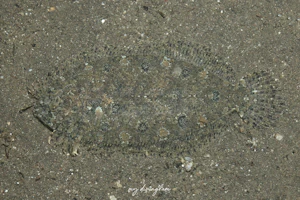 セイテンビラメ