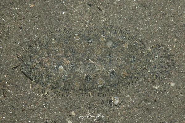 セイテンビラメ