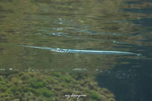 リュウキュウダツ