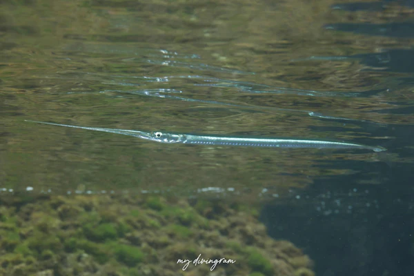 リュウキュウダツ