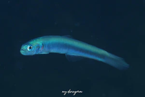 スミゾメハナハゼ