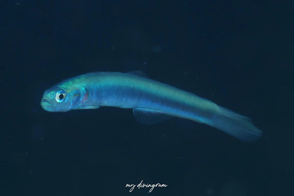 スミゾメハナハゼ