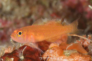 ホシクズベニハゼ