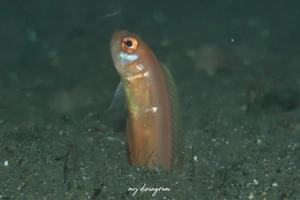 スミツキアカタチ