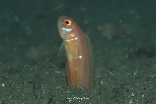 スミツキアカタチ