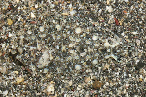 チカメダルマガレイ