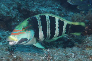 シマタレクチベラ