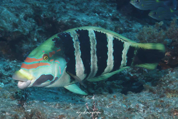 シマタレクチベラ