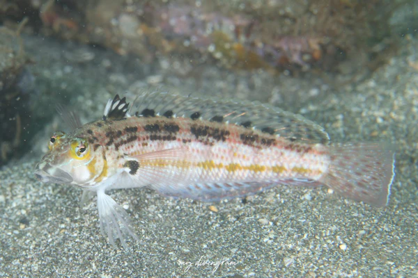 コウライトラギス