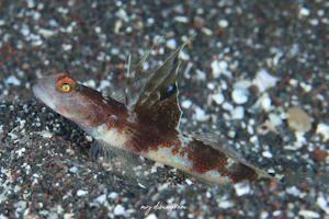 ホタルビオニハゼ