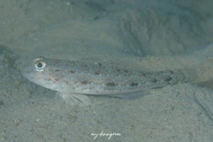 ウスゲショウハゼ