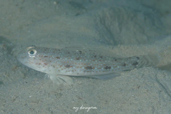 ウスゲショウハゼ