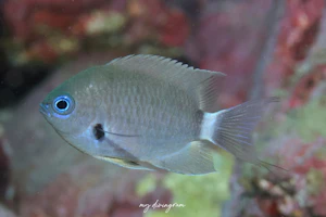 デルタスズメダイ