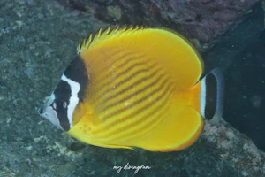 ツキチョウチョウウオ