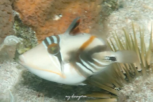 ムラサメモンガラ