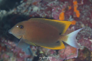 オレンジチップブリストルトゥース