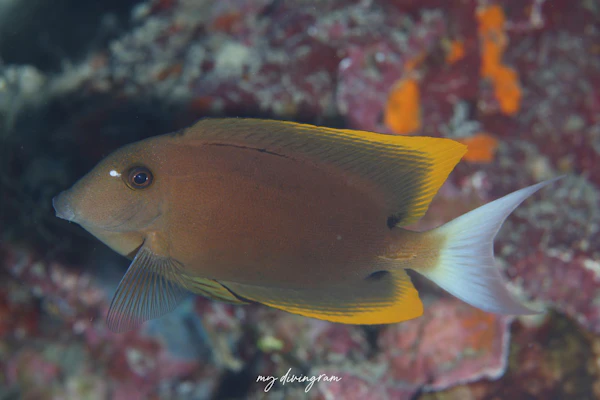 オレンジチップブリストルトゥース