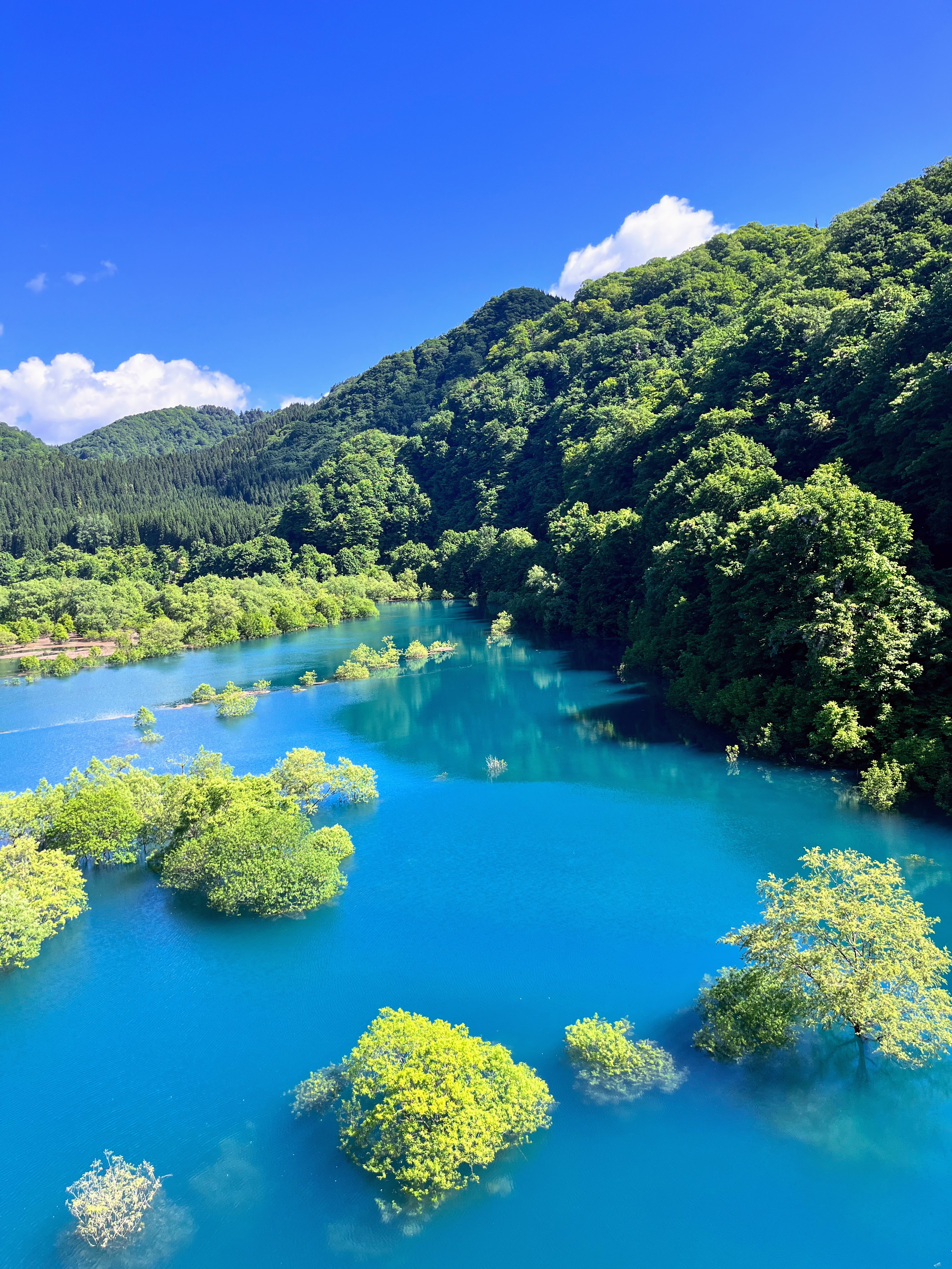 秋扇湖の水没林|初夏だけの絶景 1