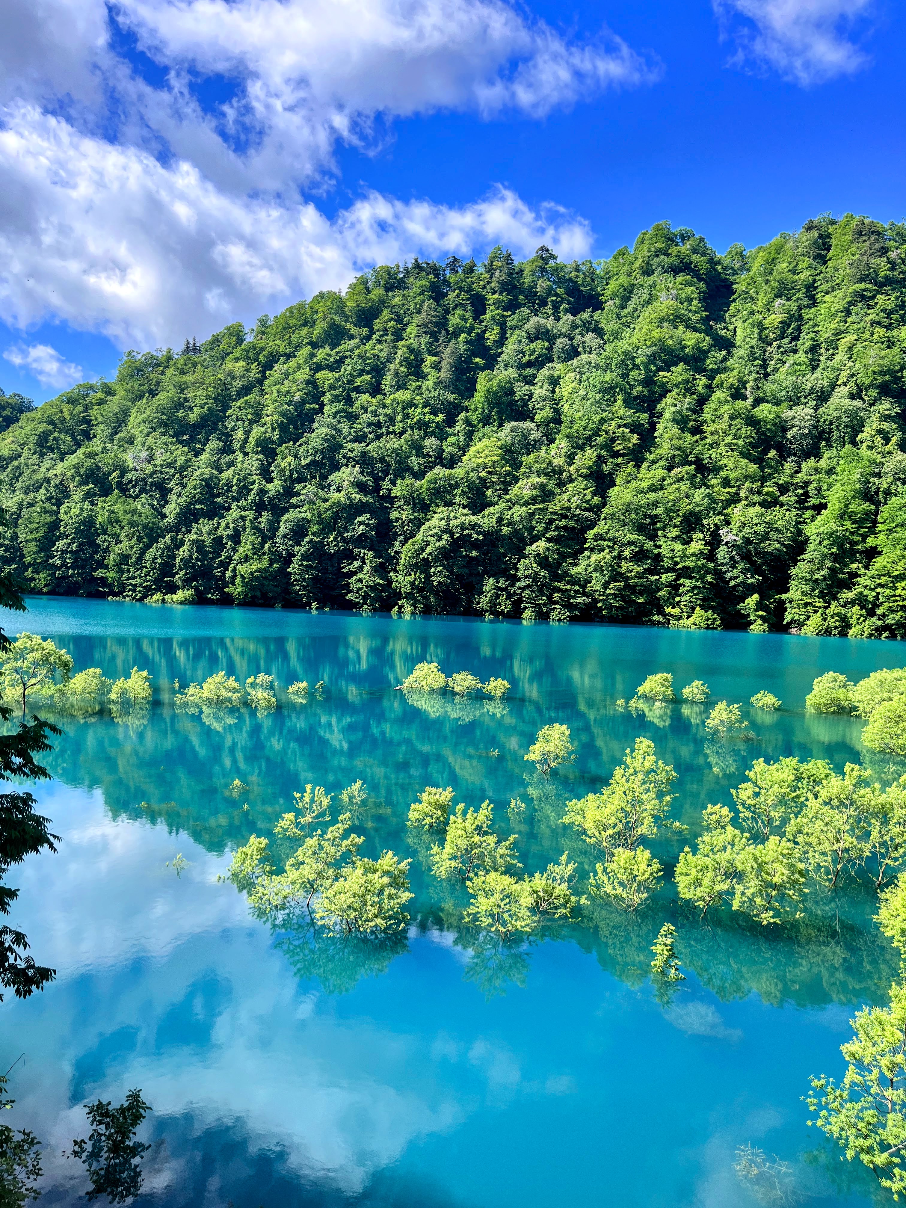 秋扇湖の水没林|初夏だけの絶景 2
