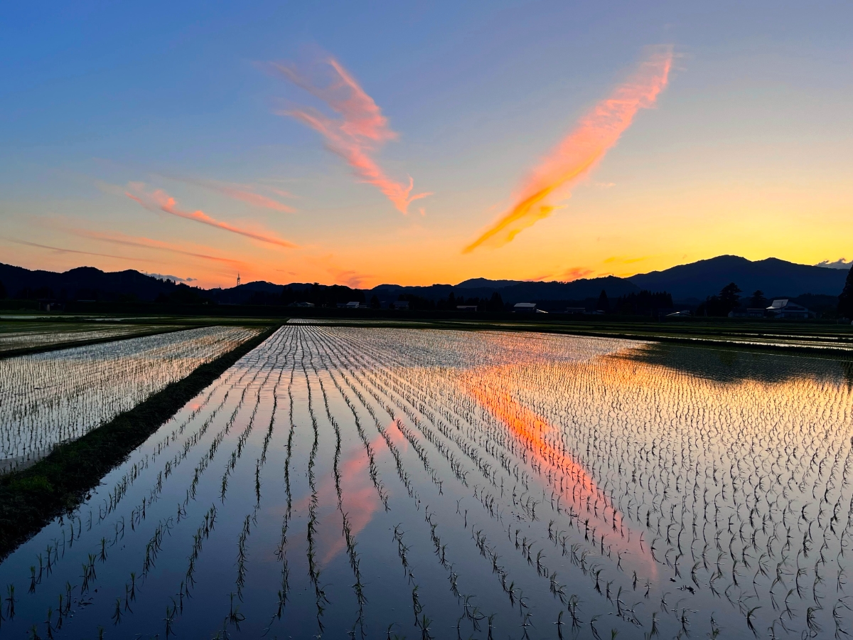 田んぼが鏡になる、一瞬だけの茜色