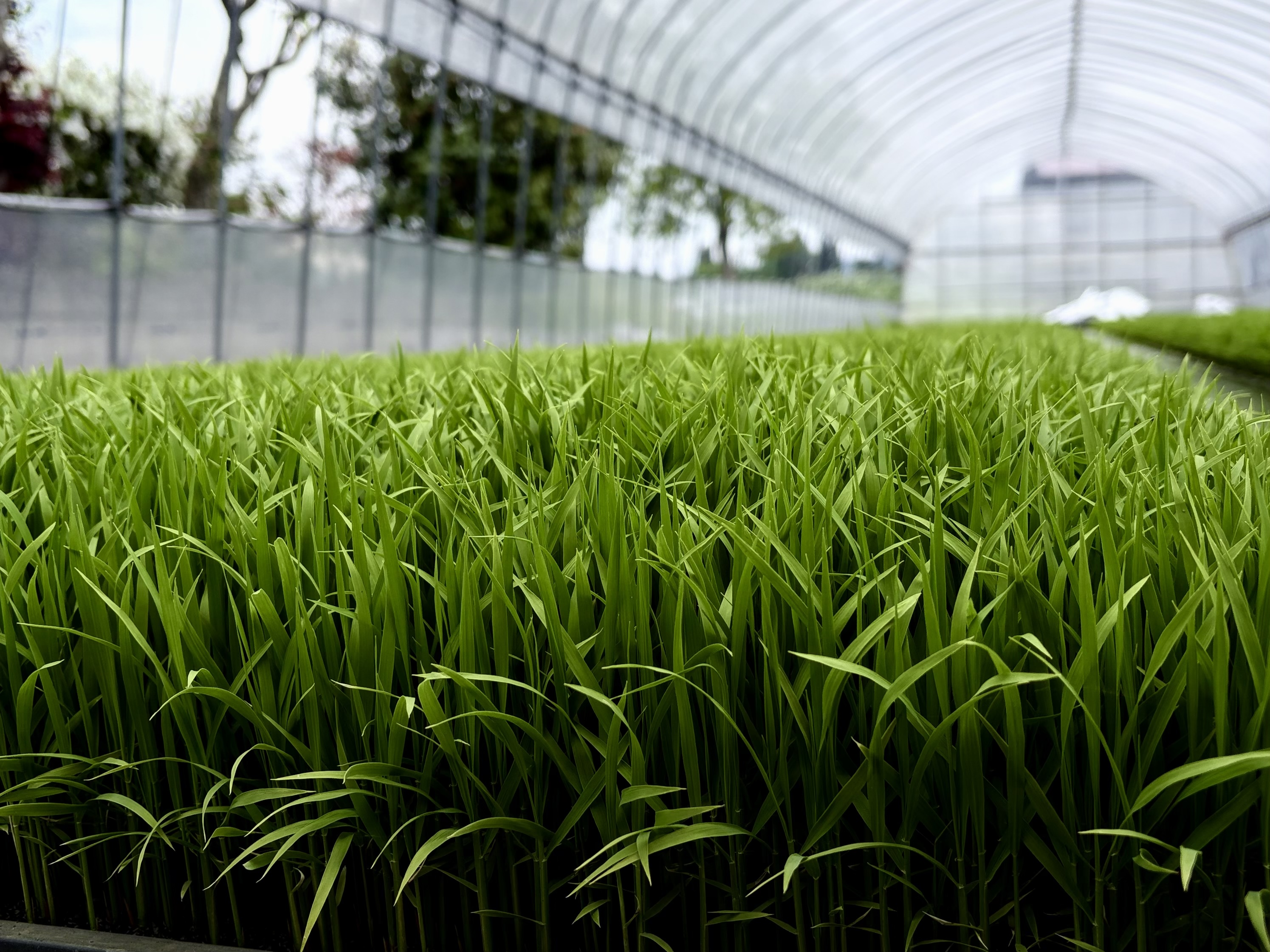 The rice plants have grown. Rice planting will begin soon.