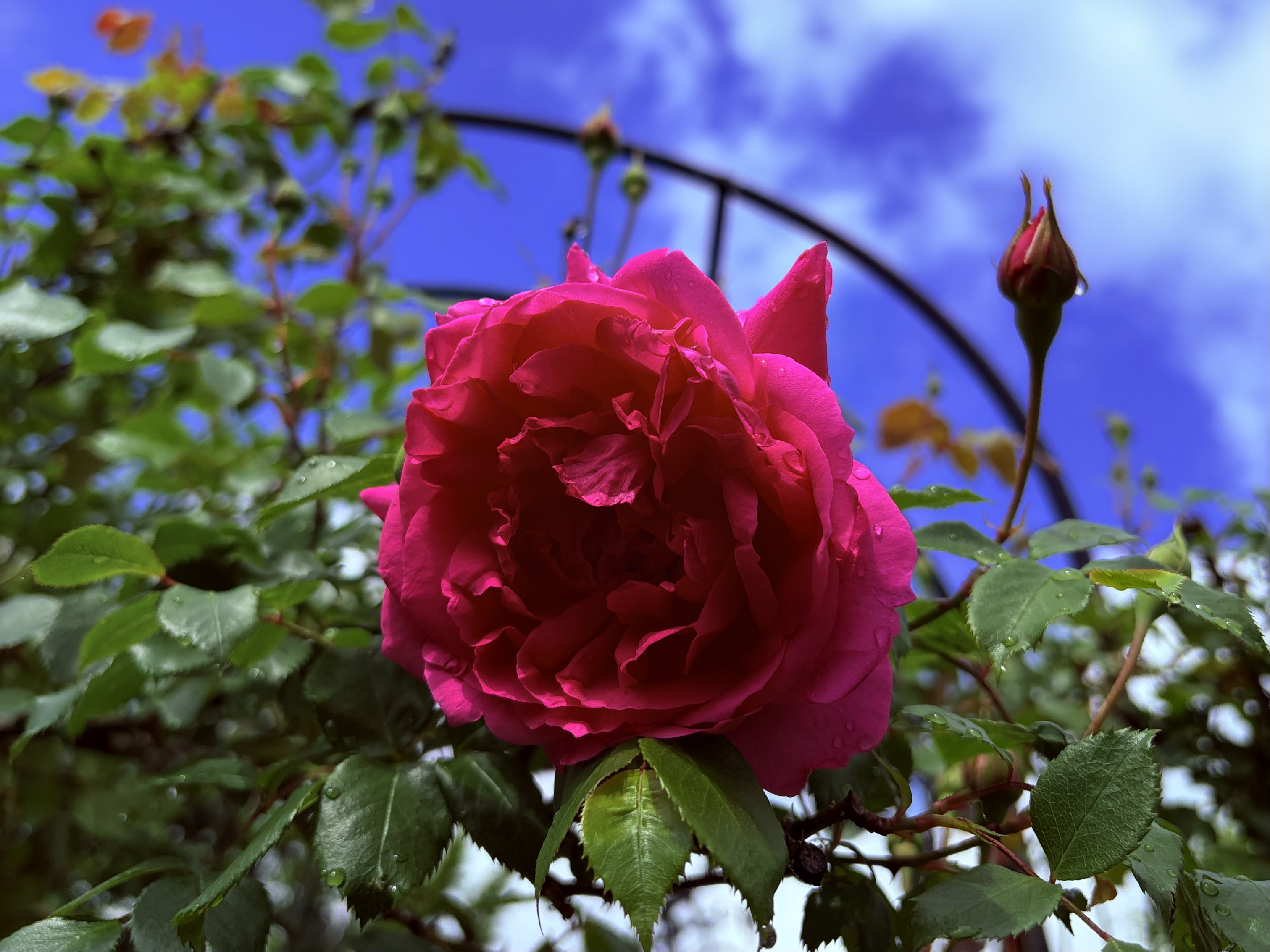 【開花情報】パレードが開花しました。