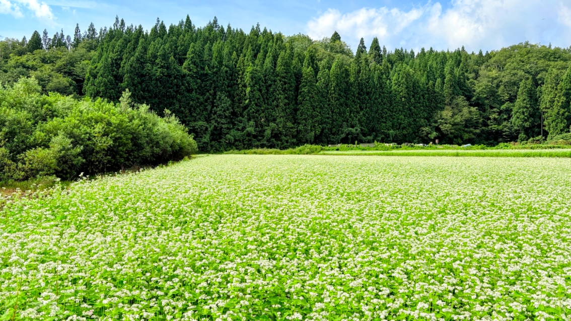 白いそばの花が一面に咲く、西木町の夏の田園風景