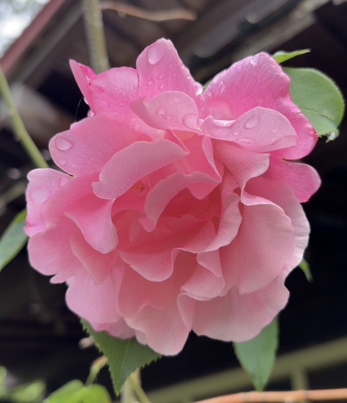 【開花情報】スパニッシュ・ビューティが開花しました